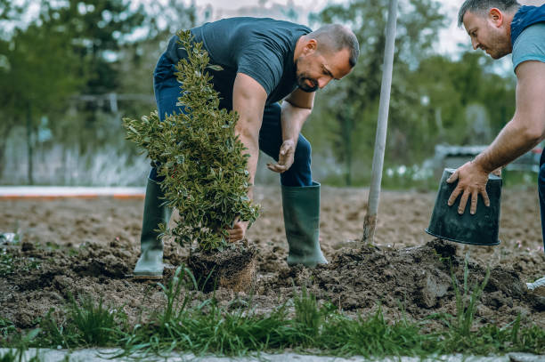 The Steps Involved in Our Tree Care Process in Longtown, OK